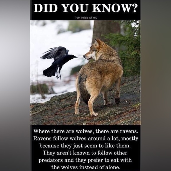 $3 Raven ball necklace new $3 if bundled - Picture 3 of 15